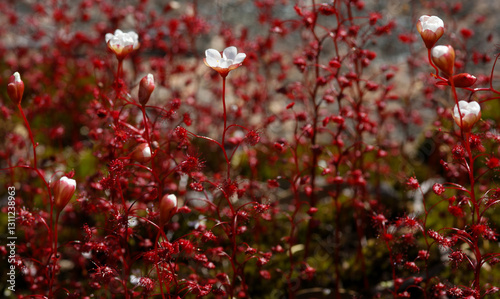 Drosera esperensis in flower, a tuberous sundew in the region of Esperance, Western Australia