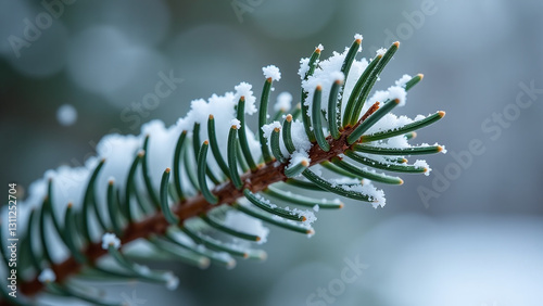 frosty snowflakes cling bare pine branch tips cold winter