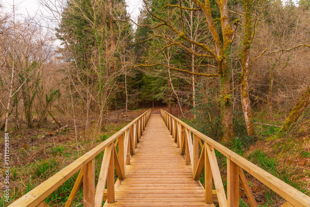 Obraz premium Sequoia forest at Cantabria Spain