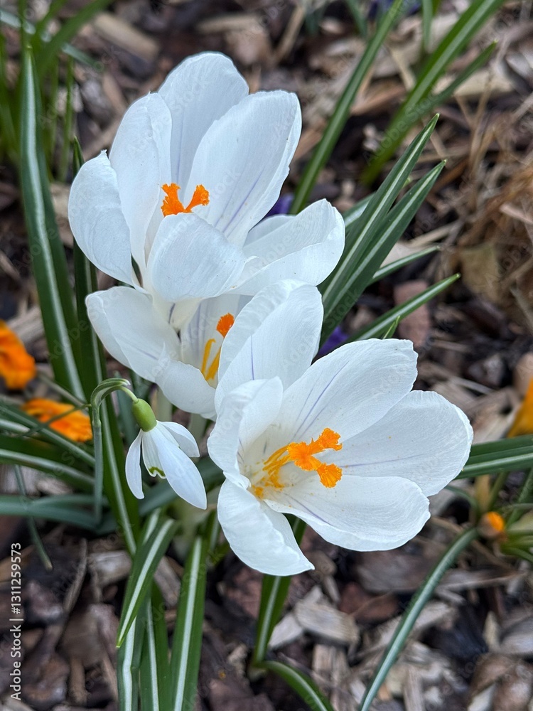 White crocus flowers in March 2025 White crocus flowers in March 2025