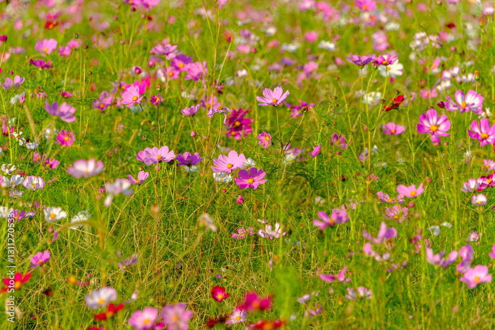 秋のコスモス畑