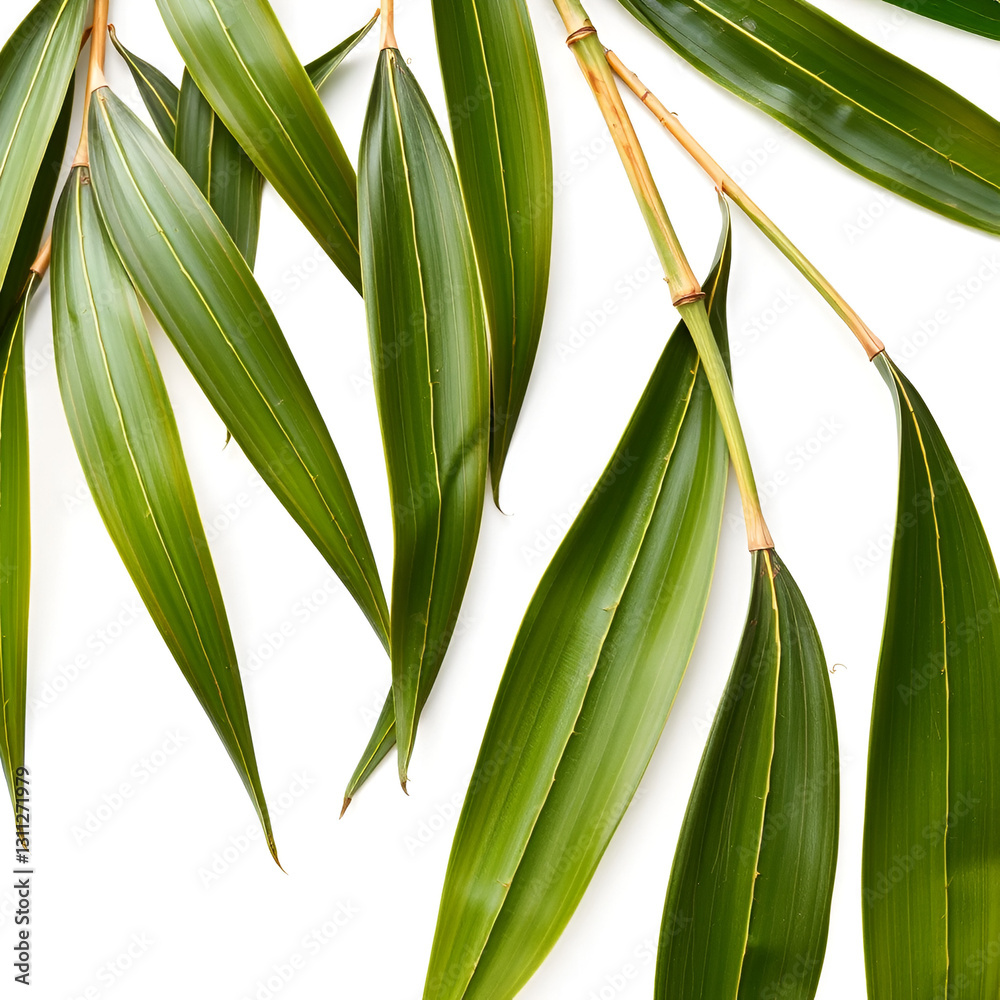 Fototapeta premium Dry dried and young green bamboo rattan leaves isolated on white, clipping