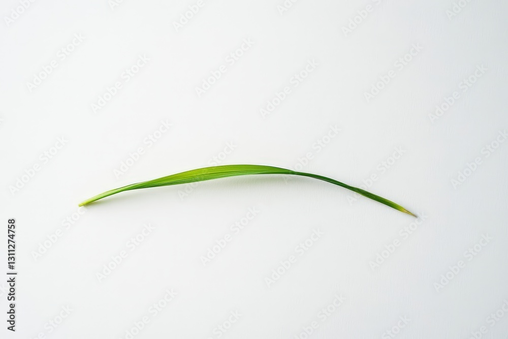 A single curved green leaf rests on a plain white backdrop