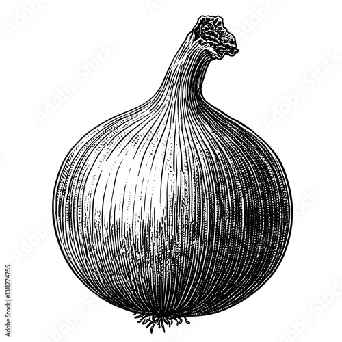 Intricate vector engraving of a beautifully detailed onion ready for culinary exploration in unique packaging designs