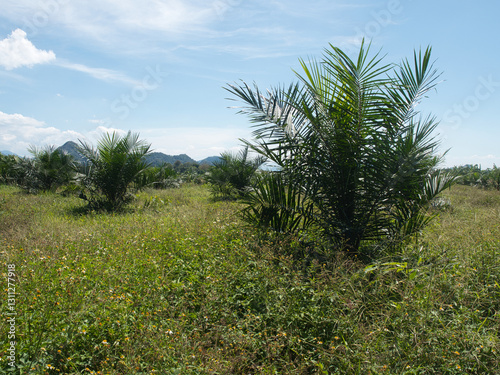 Wallpaper Mural Oil palm plantations are overgrown with weeds and grass. Torontodigital.ca