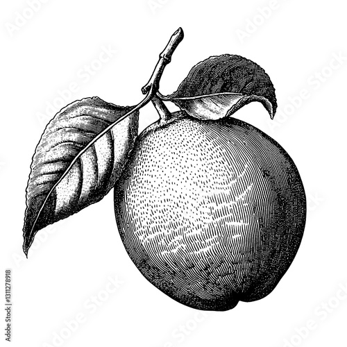 Engraved illustration of a ripe peach with leaves, showcasing intricate details perfect for tattoo and packaging design