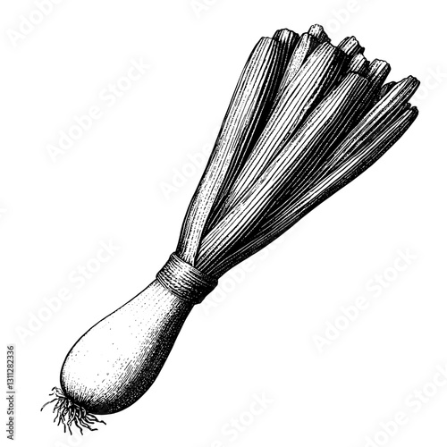 Engraved illustration of a bunch of leeks skillfully crafted for packaging design and tattoo inspirations