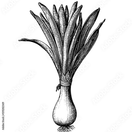 Engraved vector illustration of a leek with intricate details, perfect for tattoo inspirations and creative packaging designs