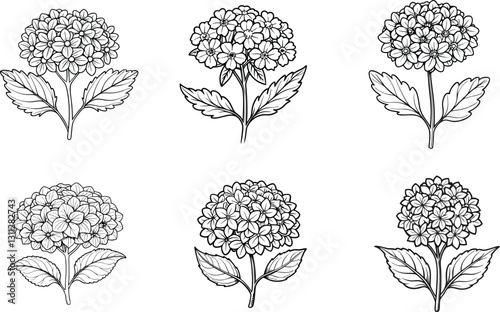 Set of outline Verbena or Argentinian verbena flower bunch in black isolated on transparent background.