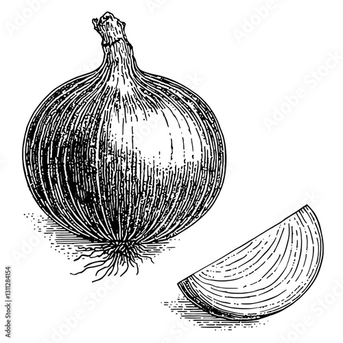 Engraved onion illustration perfect for tattoo designs or packaging with intricate details showcasing natural beauty and culinary significance