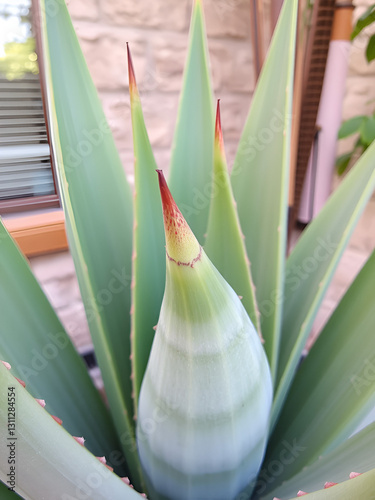 aloes