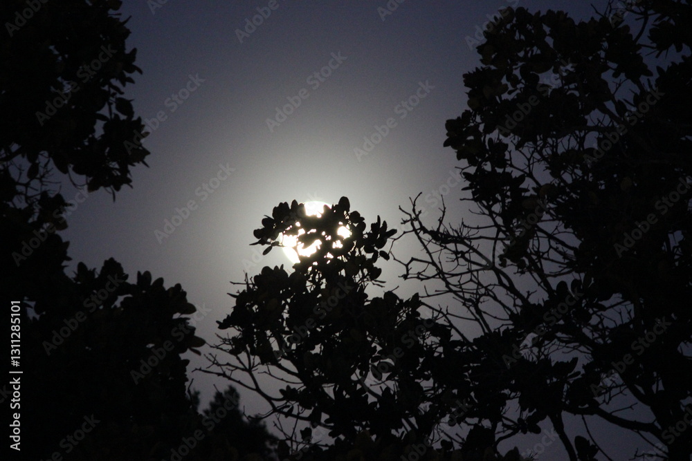 moon and trees