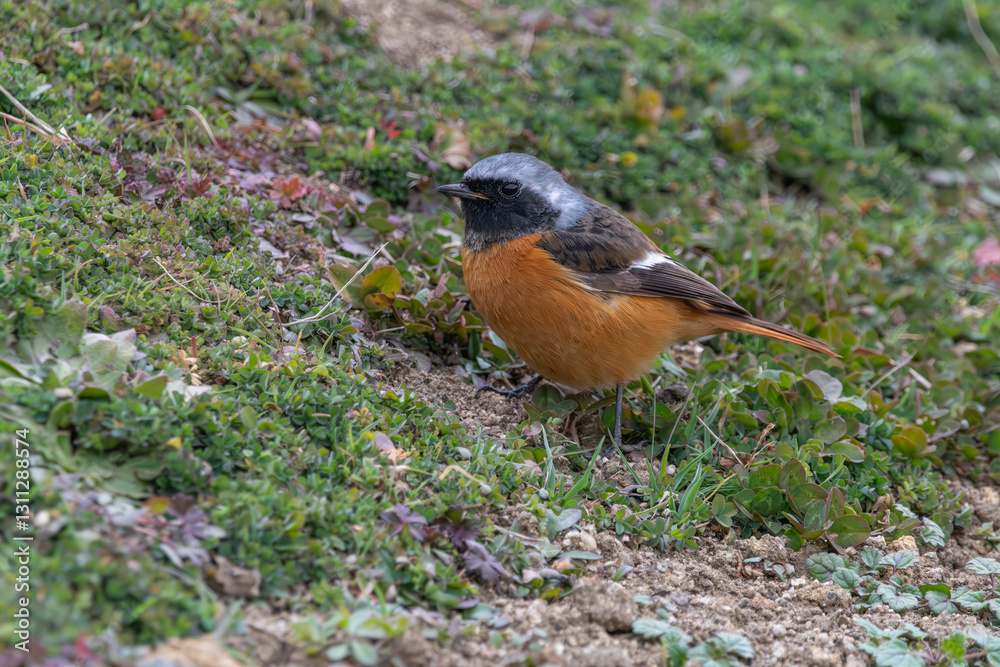 地面に佇むジョウビタキの雄