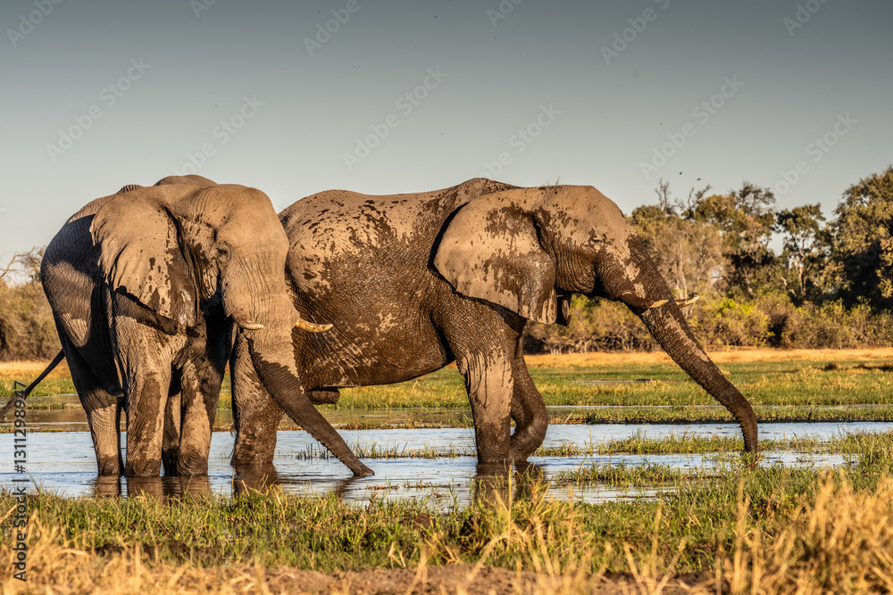 Obraz premium herd of African elephants at sunset Botswana (Loxodonta africana)