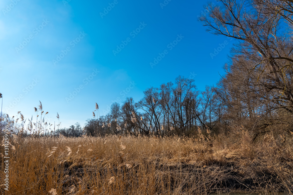 Golden grassland under a clear blue sky with sparse trees in the distance during a calm afternoon Golden grassland under a clear blue sky with sparse trees in the distance during a calm afternoon