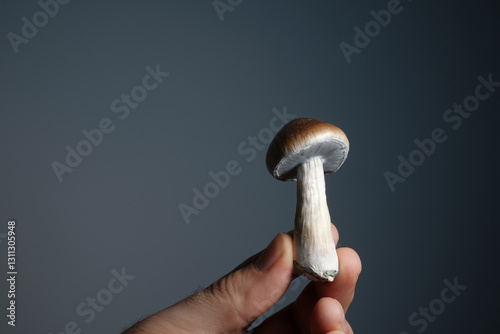 Man holds in his hand psychedelic psilocybin mushroom, Thai strain. Psilocybe Cubensis fresh shroom on gray background. Micro-dosing concept. Alternative recreational therapy
