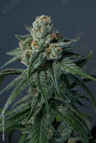 Blooming cannabis bush close-up. Fresh plant Sunset Sherbet on grey background. Herbal medicine layout. Medical hemp recreation, microdosing concept. Indoor home growing