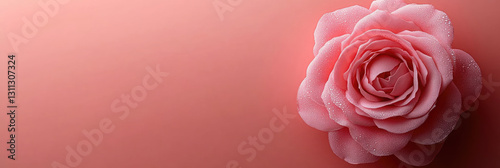 A close-up view of a pink rose flower showcases its velvety petals and intricate details against a soft, muted background. The gentle colors evoke freshness and beauty. Banner, Copy space