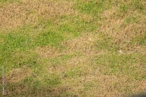 Green grass and damage dry grass texture background
