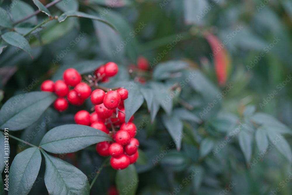Fototapeta premium Bacche di Nandina Domestica