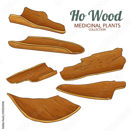 Ho Wood Colored Detailed Illustration. Essential oil ingredient for cosmetics, spa, aromatherapy, health care, alternative medicine. Vector isolated for design or decoration.