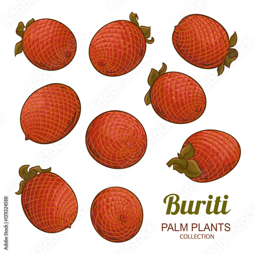 Buriti Fruit Colored Detailed Illustration. Organic natural nutritional healthy food ingredient, vegetarian diet product. Vector isolated for design or decoration.