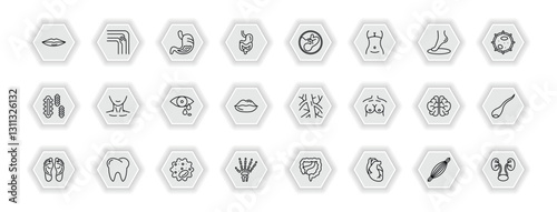 outline icons set - human body parts concept. vector icons included thin lips, stoh with liquids, human fetus, human neck and more.