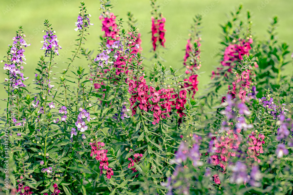 Obraz premium Angelonia Flowers in Full Bloom with a Green Background