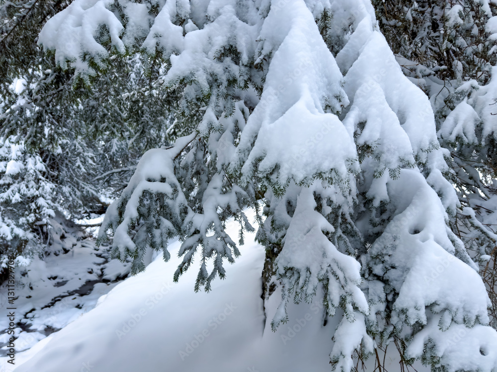 close up of snow covered pine tree branches on winter forest background. snowy winter landscape. winter background close up of snow covered pine tree branches on winter forest background. snowy winter landscape. winter background