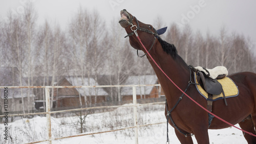 Brown horse neighing in snowy paddock during winter photo