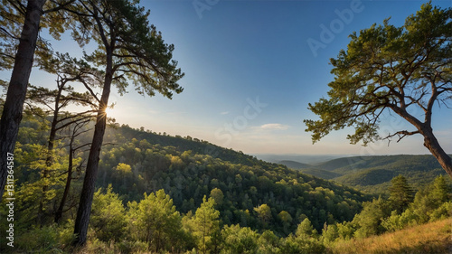 Wallpaper Mural Tranquil Forest Stream with Grass and Sunlit Trees at Sunset, Beautiful Nature Landscape Torontodigital.ca