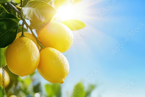 Lemon tree with ripe fruit in a sunny orchard, with green leaves and a clear sky, radiating a fresh summer harvest vibe