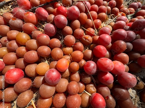 Mirabelle plum (prunus domestica subsp. Syriaca) ripens and falls to the ground. Ripe cherry plums. Red ripe plums falling to the ground. Wild plums falling to the ground. Waste of fruit.