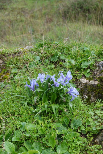 Close-up of blue flowers of wild iris