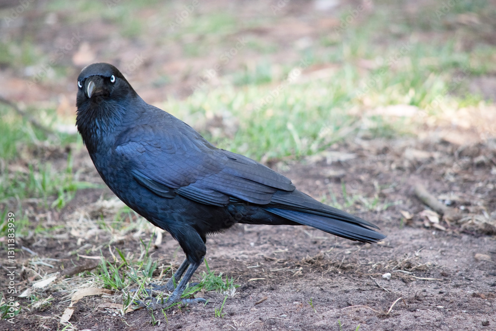 the Australian raven is a black bird with white eyes and grey feet and beak the Australian raven is a black bird with white eyes and grey feet and beak