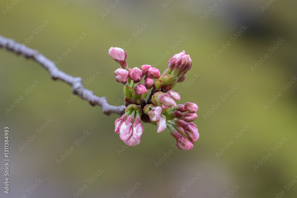 開花寸前の桜の芽 開花寸前の桜の芽