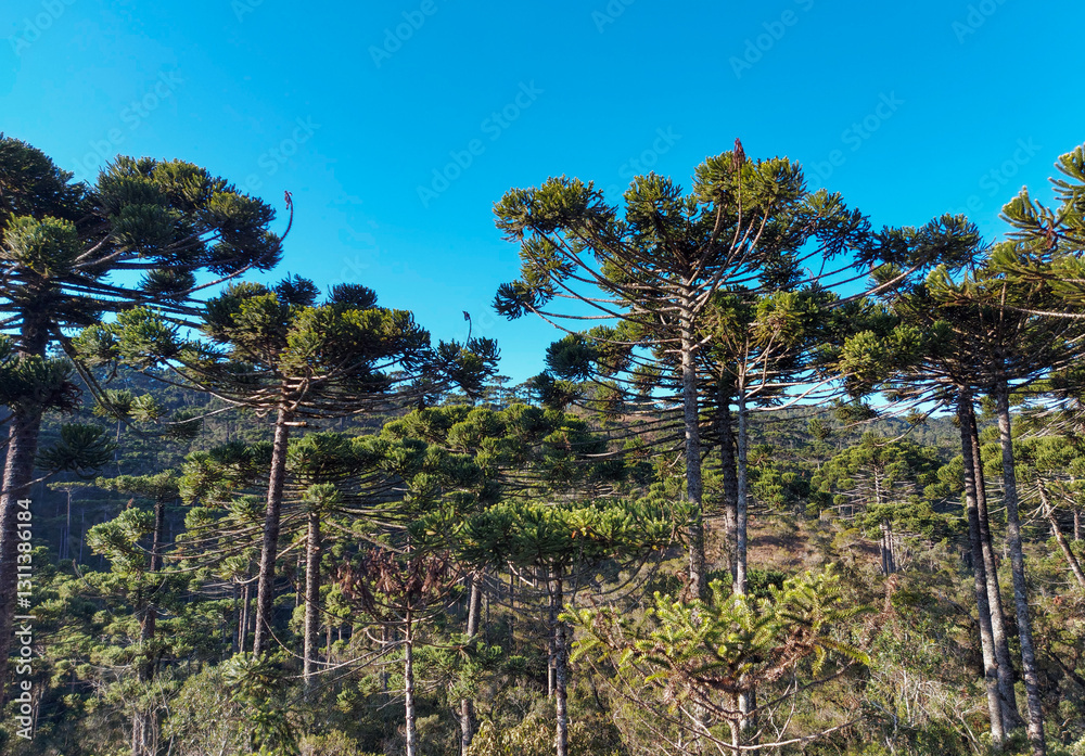 Obraz premium pine trees in the mountains