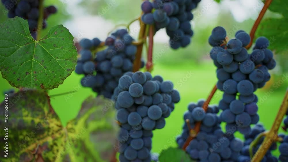 Concord grape bunches ripening on vineyard vine, showcasing lush purple clusters hanging amid verdant foliage, embodying agricultural abundance and natural seasonal growth Concord grape bunches ripening on vineyard vine, showcasing lush purple clusters hanging amid verdant foliage, embodying agricultural abundance and natural seasonal growth