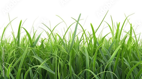 pattern of vibrant green grass