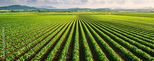 Ecological impact climate recovery concept. Vast green farm fields with rows of crops under a cloudy sky.