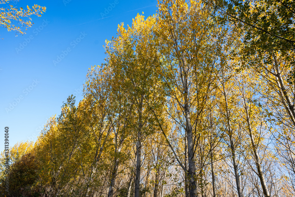 Fototapeta premium Autumn nature landscape of colorful forest