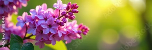 Close-up of purple lilac flowers, sunlit spring scene, romantic, outdoor, violet