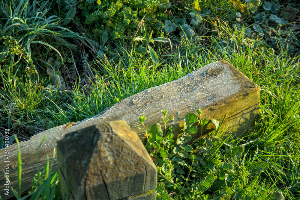 Obraz premium Frozen Plank Resting on Winter Grass
