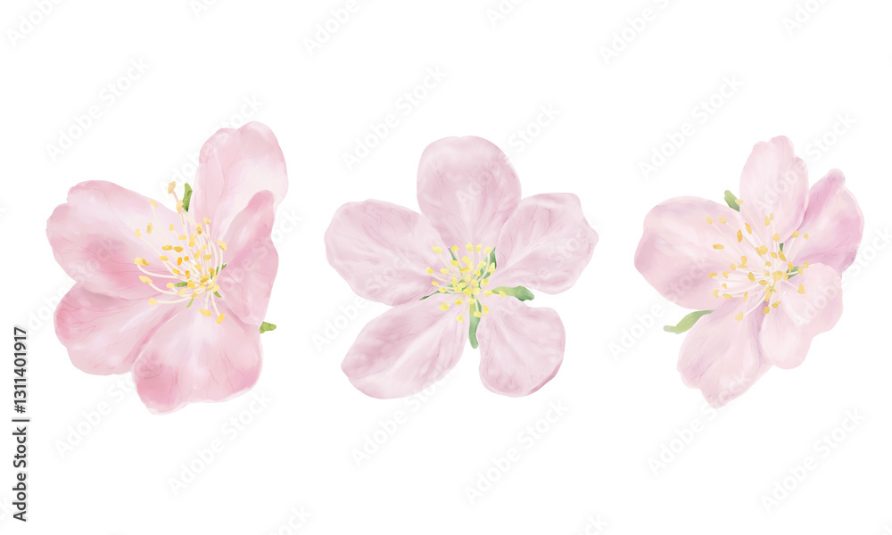 Set of delicate pink flowers and buds, green leaves and yellow stamens. Watercolor digital illustration. Japanese sakura and branches of blossoming cherry and apple tree, isolated on white background Set of delicate pink flowers and buds, green leaves and yellow stamens. Watercolor digital illustration. Japanese sakura and branches of blossoming cherry and apple tree, isolated on white background