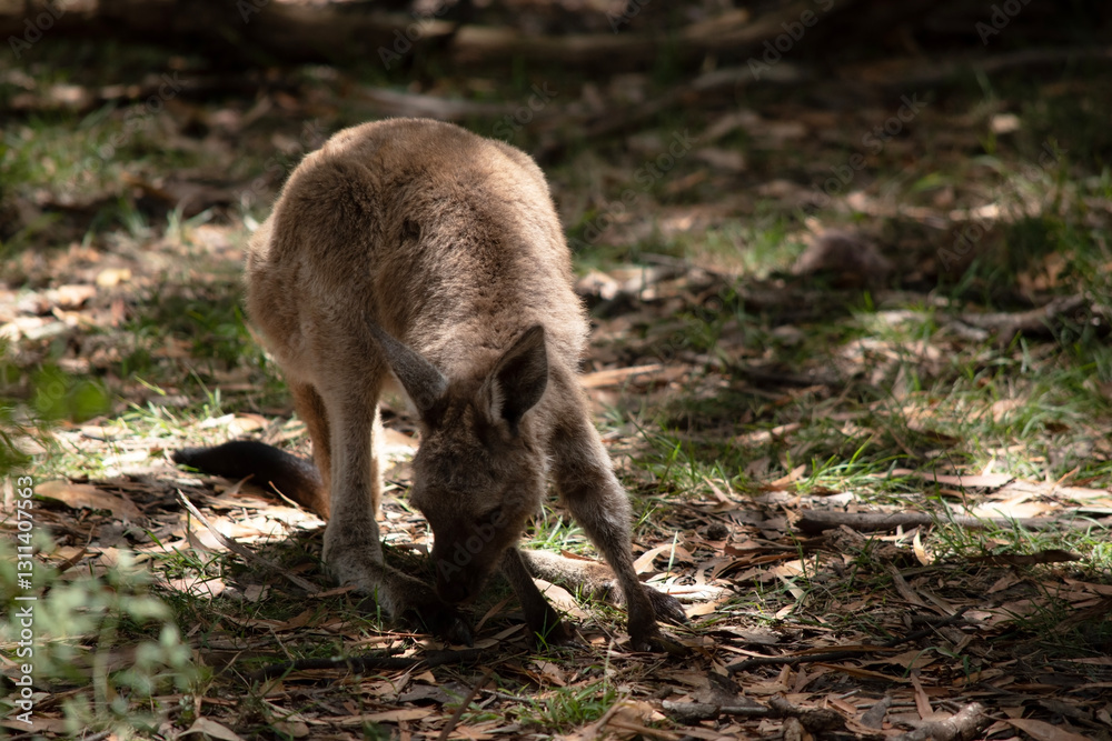 the joey western grey kangaroo is in the forest the joey western grey kangaroo is in the forest
