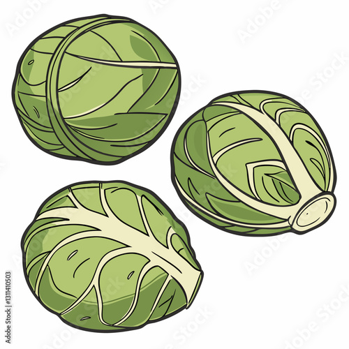 Brussels sprouts illustration showing three fresh vegetables