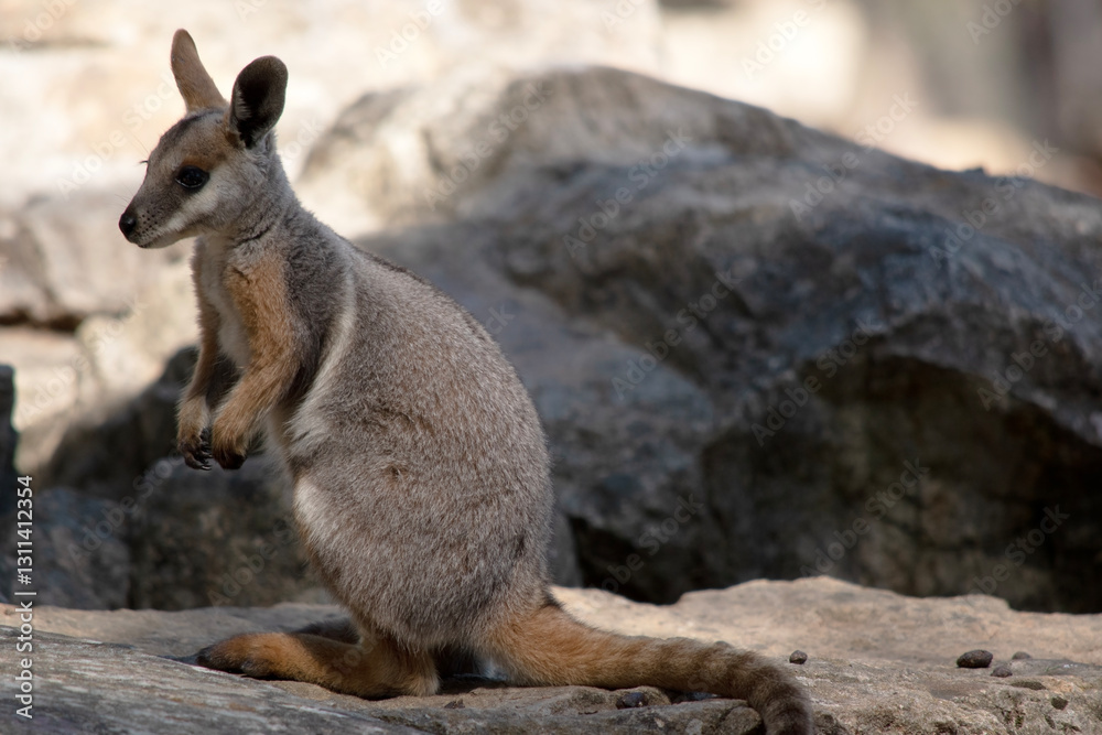 this is a joey yellow footed rock wallaby this is a joey yellow footed rock wallaby