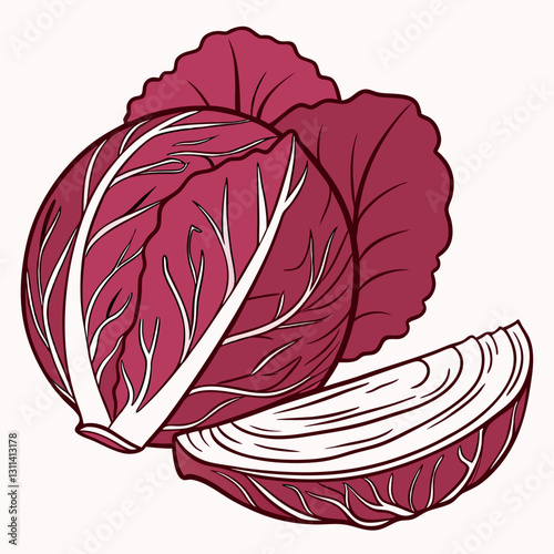 Red cabbage illustration against a light background