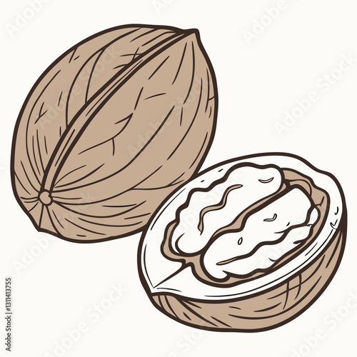 Walnut illustration with a cracked shell and exposed nut