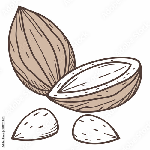 Almond illustration with cracked shell and seeds on white background